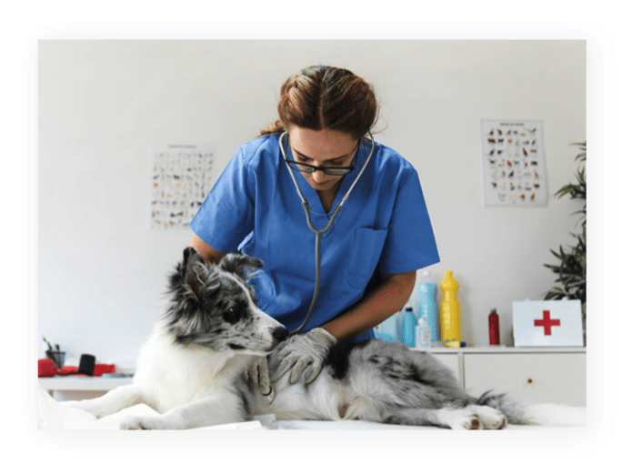 about-pet-img-1