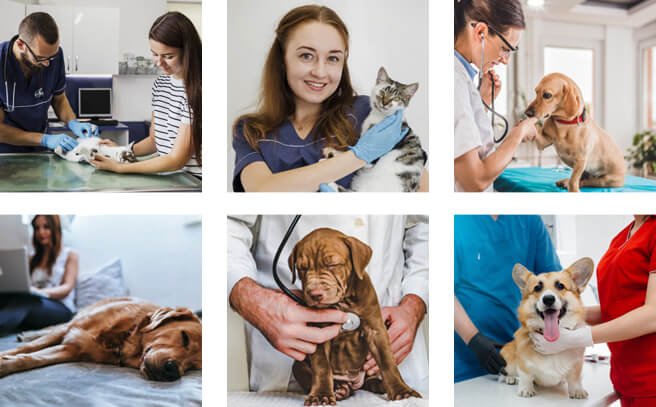 about-pet-mix-img-1